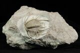 Spiny Boedaspis Trilobite - Museum Quality Specimen #237044-1